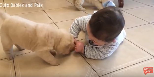 21年 おすすめの動物や赤ちゃんなどの癒し動画まとめ