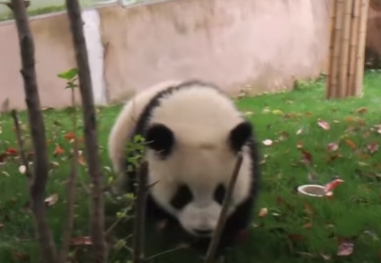 年版 抱腹絶倒 最高のおもしろ動物動画おすすめ